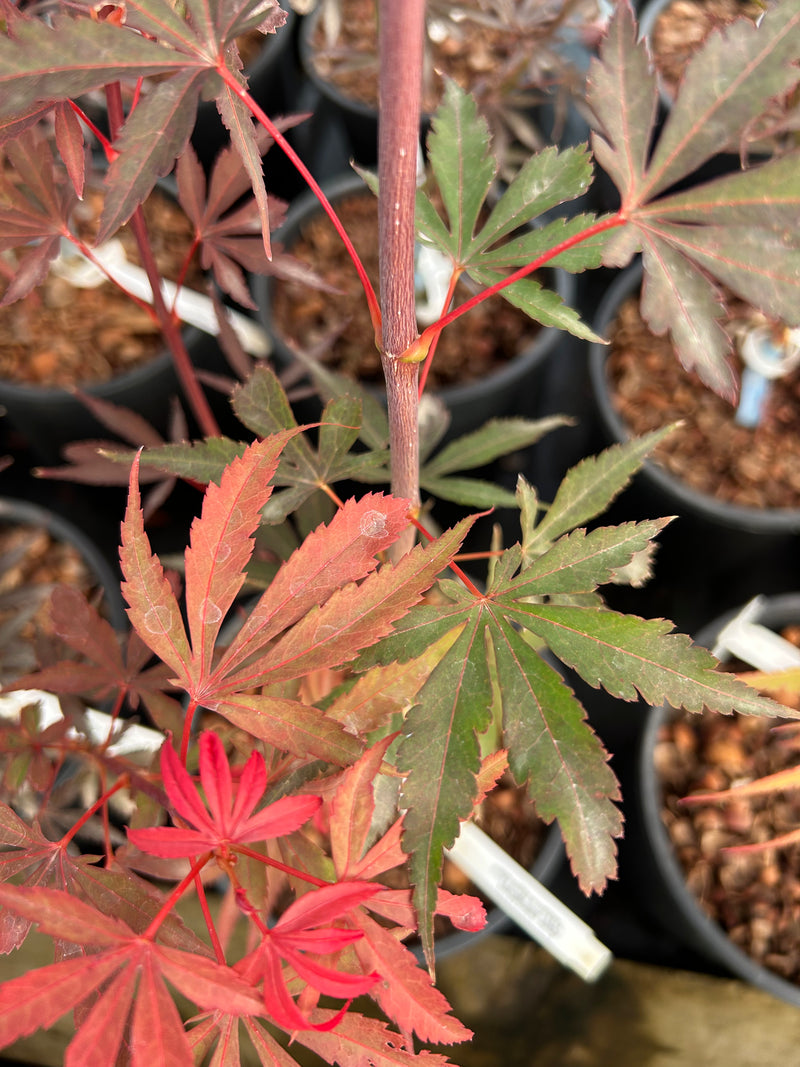 Acer palmatum 'Okken's Red Mini' Japanese Maple