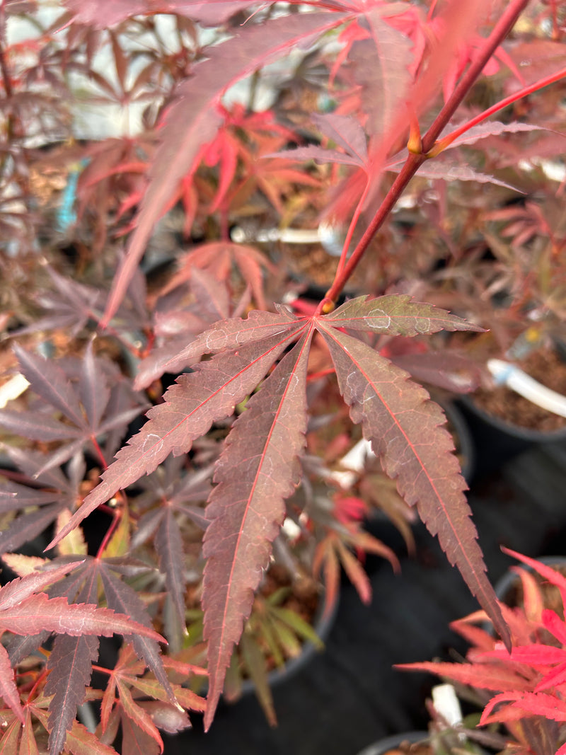 Acer palmatum 'Okken's Red Mini' Japanese Maple