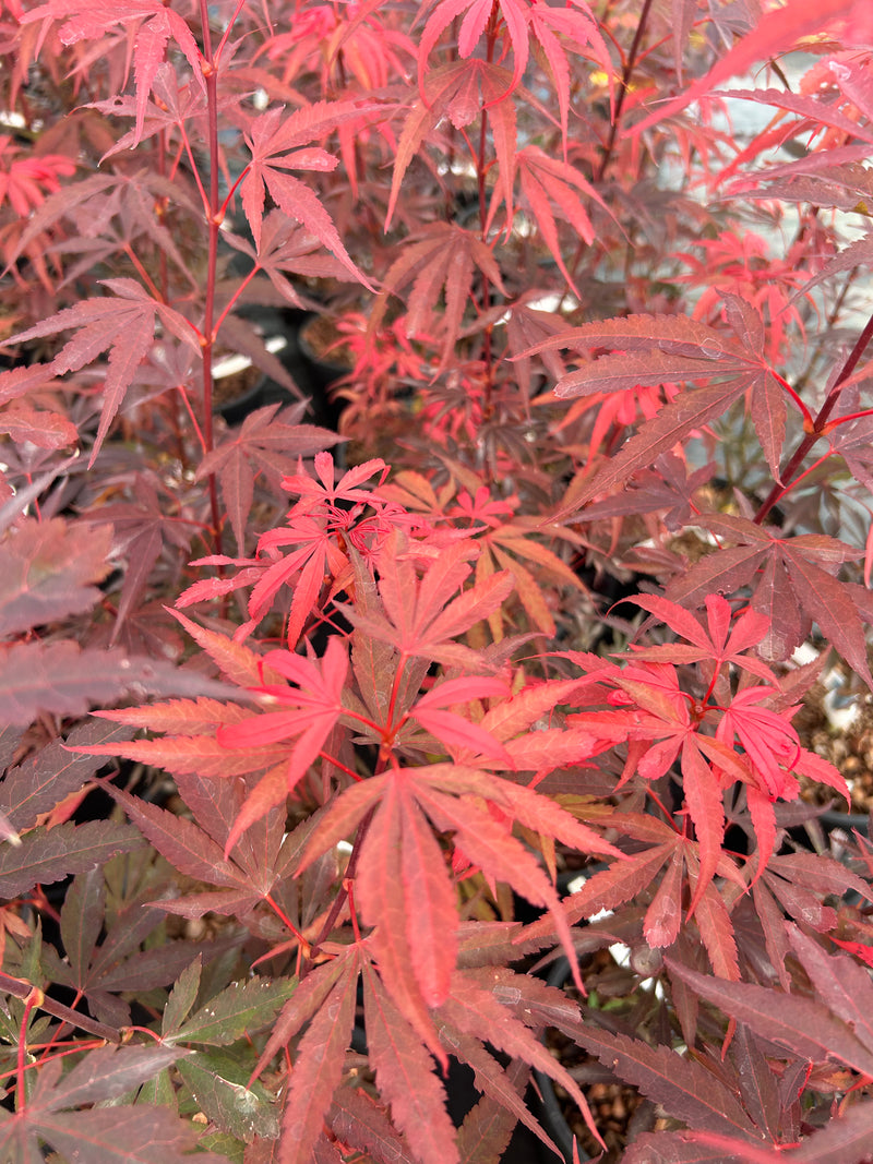 Acer palmatum 'Okken's Red Mini' Japanese Maple