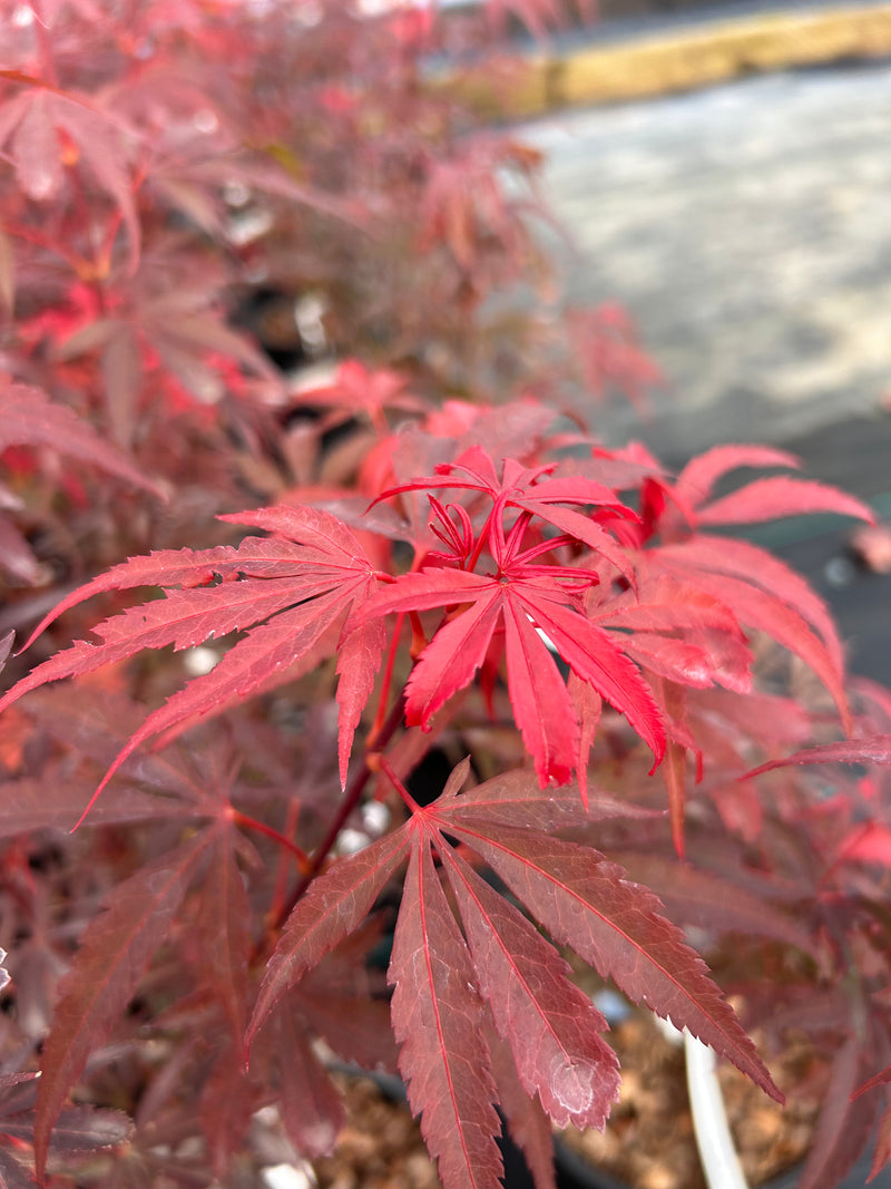Acer palmatum 'Okken's Red Mini' Japanese Maple