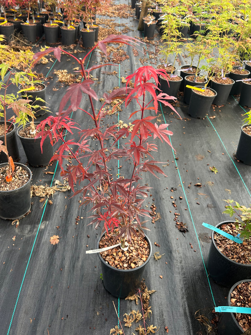 Acer palmatum 'Okken's Red Mini' Japanese Maple