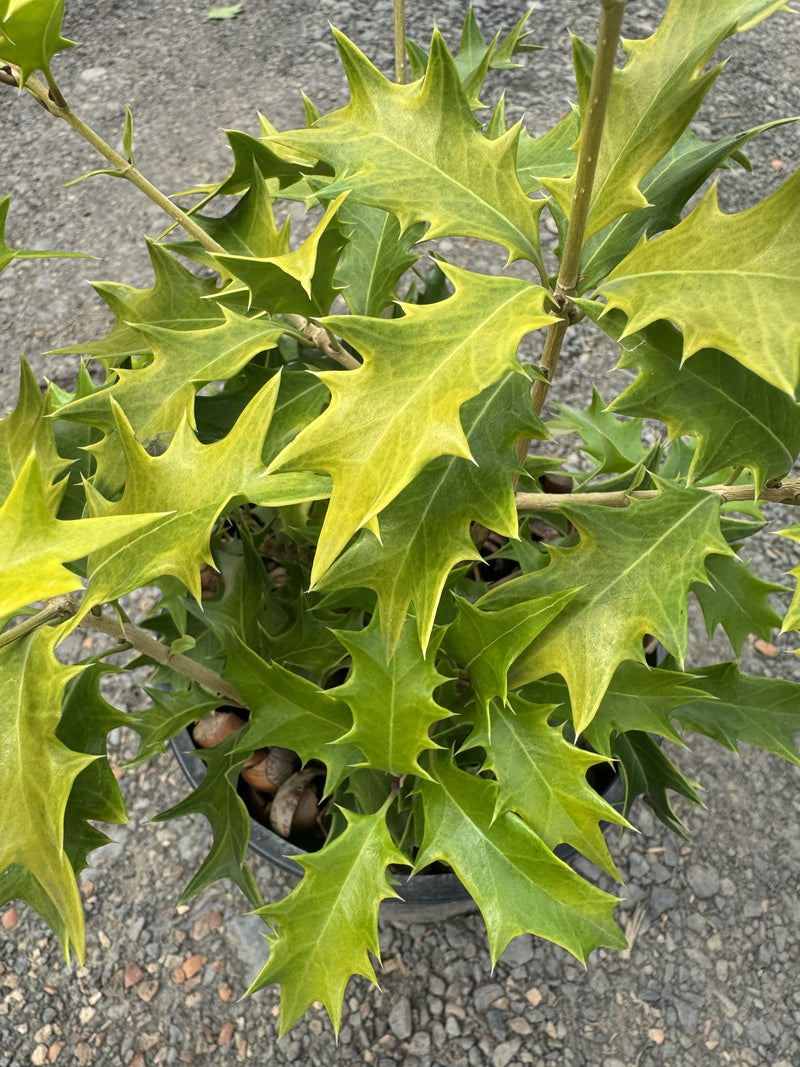Osmanthus heterophyllus 'Ogon' Yellow Fragrant Tea Olive