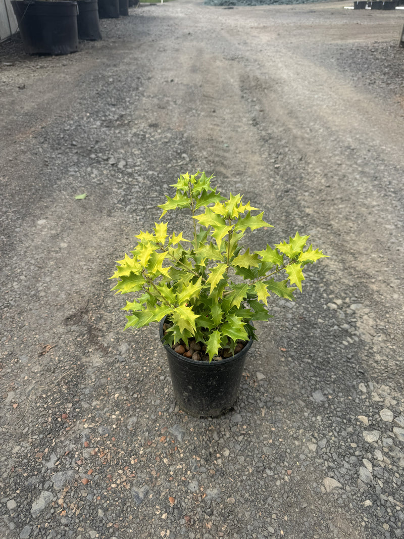 Osmanthus heterophyllus 'Ogon' Yellow Fragrant Tea Olive