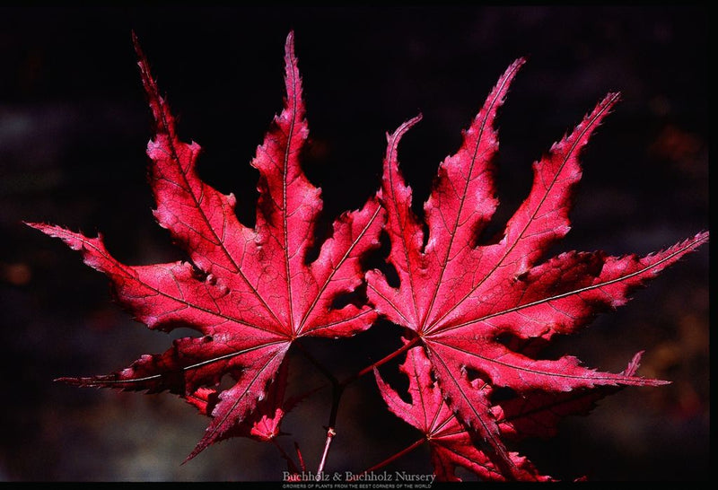 Acer palmatum 'Purple Ghost' Purple Reticulated Japanese Maple Tree