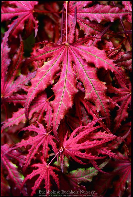 Acer palmatum 'Purple Ghost' Purple Reticulated Japanese Maple Tree
