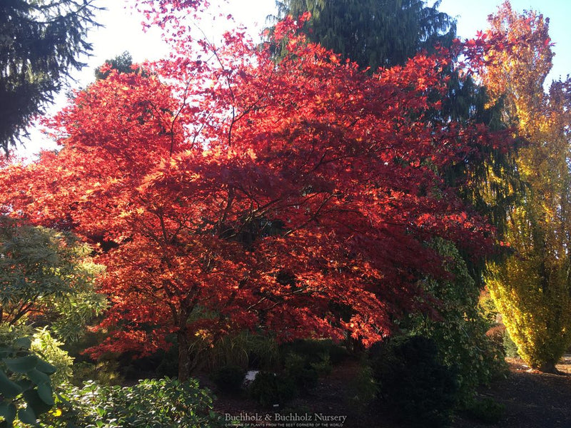 Acer palmatum 'Purple Ghost' Purple Reticulated Japanese Maple Tree