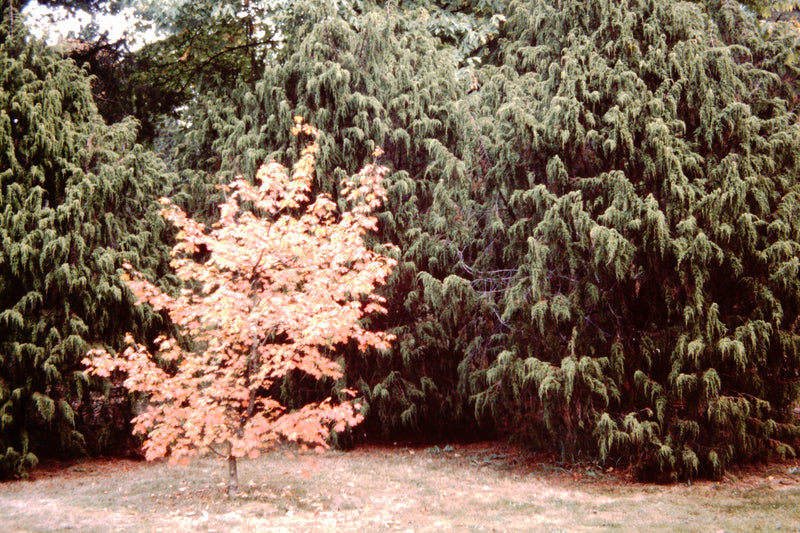 Juniperus pingii Ping Juniper