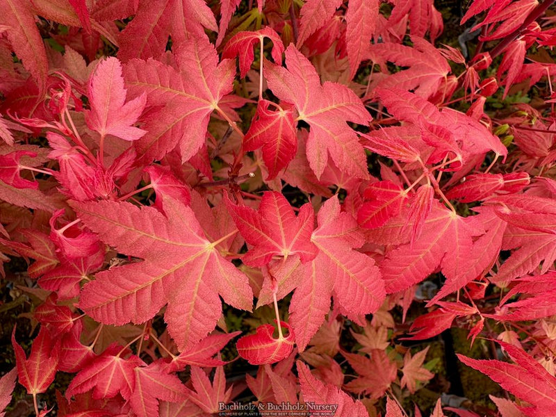 Acer palmatum 'Pink Panther' Pink Japanese Maple Tree