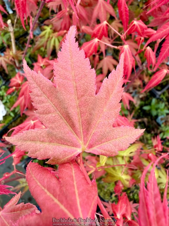 Acer palmatum 'Pink Panther' Pink Japanese Maple Tree