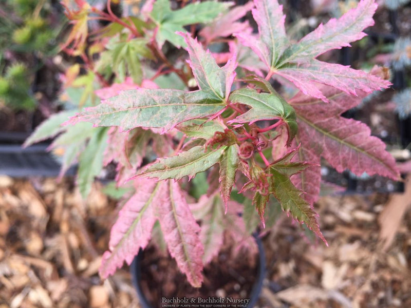 Acer palmatum 'Pink Panther' Pink Japanese Maple Tree