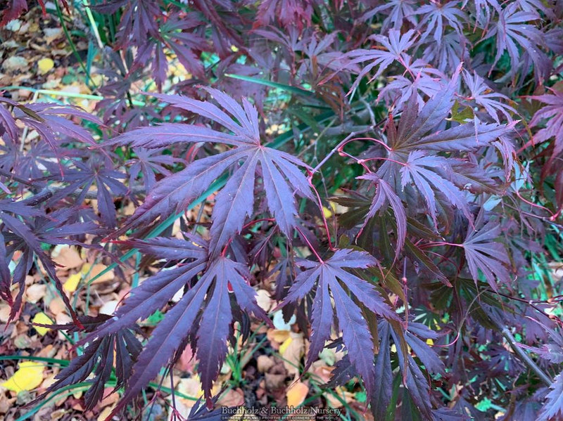 Acer shirasawanum 'Purple Umbrella' Full Moon Japanese Maple