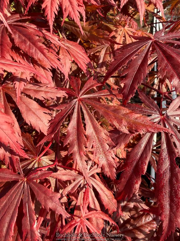 Acer shirasawanum 'Purple Umbrella' Full Moon Japanese Maple