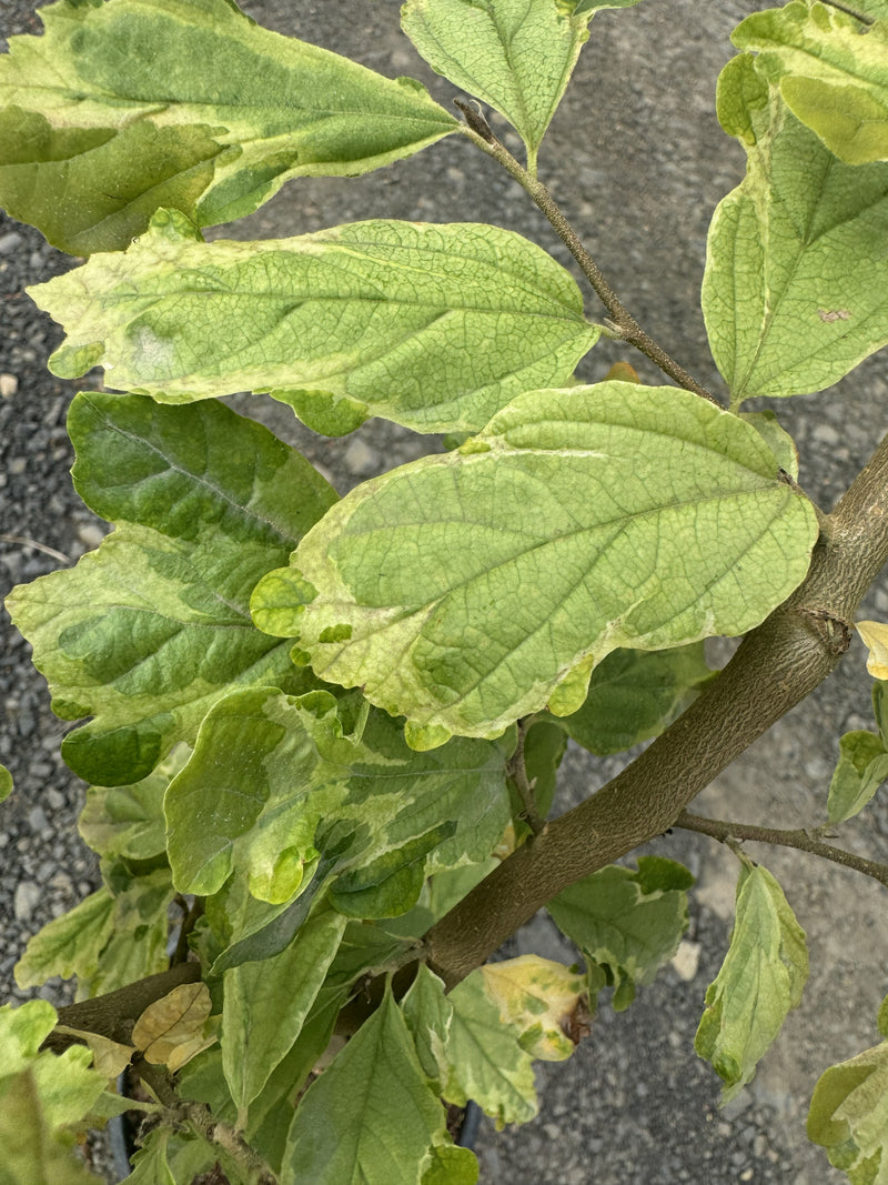 Parrotia persica 'Persian Lace' Variegated Persian Ironwood
