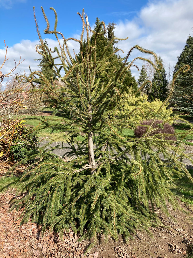Picea abies 'JN Snake Branch Select' JN Snake Branch Select Norway Spruce