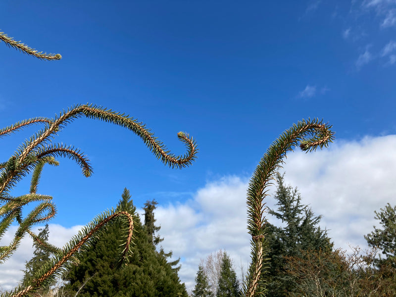 Picea abies 'JN Snake Branch Select' JN Snake Branch Select Norway Spruce