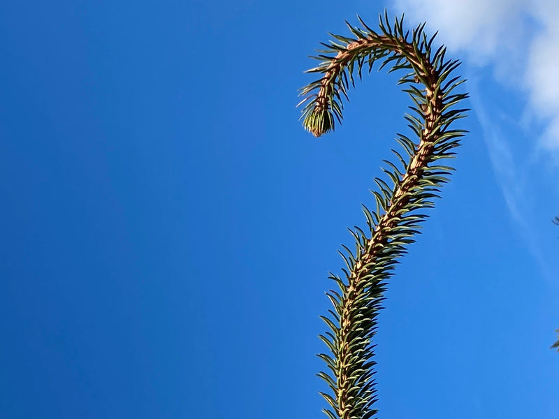 Picea abies 'JN Snake Branch Select' JN Snake Branch Select Norway Spruce