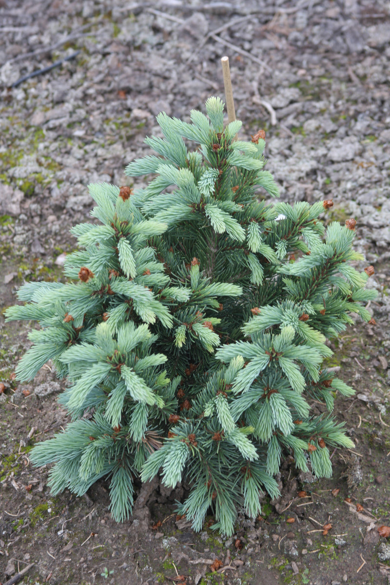 Picea engelmannii 'Low B. Low' Low B. Low Engelmann Spruce