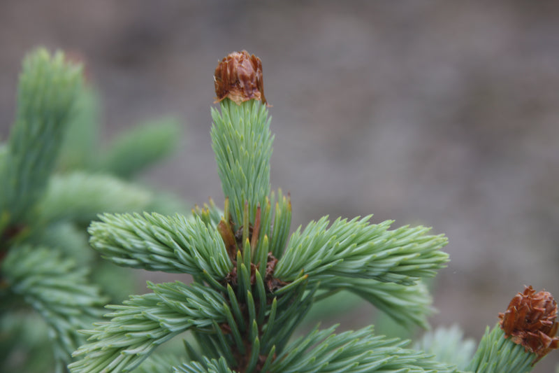 Picea engelmannii 'Low B. Low' Low B. Low Engelmann Spruce