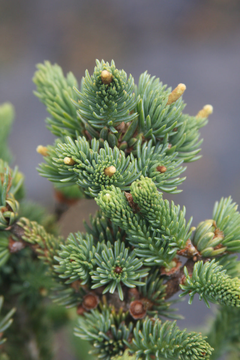 Picea mariana 'Horstmann's Dwarf' Dwarf Black Spruce