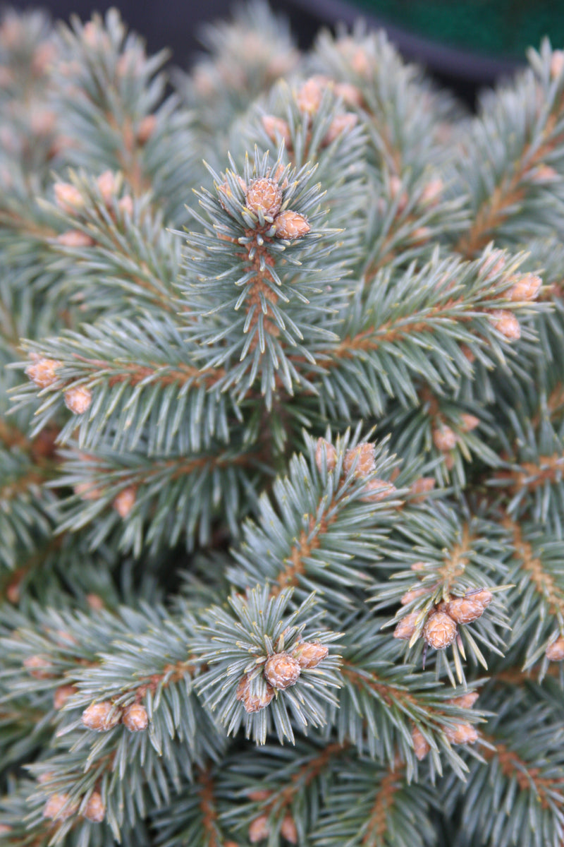 Picea pungens 'Blue Pearl' Miniature Colorado Blue Spruce