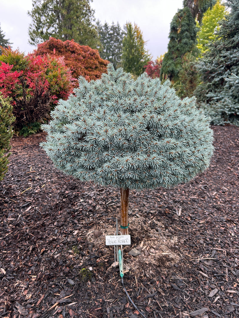Picea pungens 'Blue Pearl' Miniature Colorado Blue Spruce