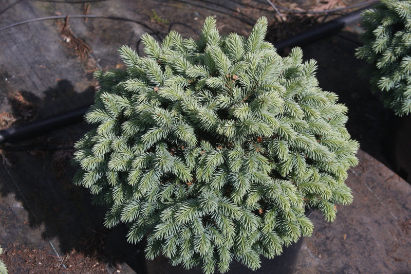 Picea pungens 'Blue Pearl' Miniature Colorado Blue Spruce
