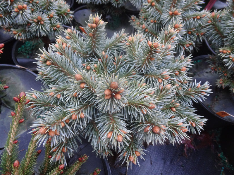 Picea pungens 'Blue Pearl' Miniature Colorado Blue Spruce