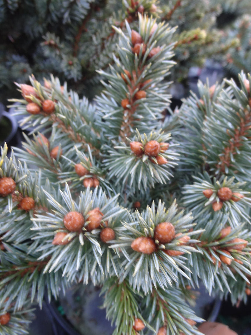 Picea pungens 'Blue Pearl' Miniature Colorado Blue Spruce