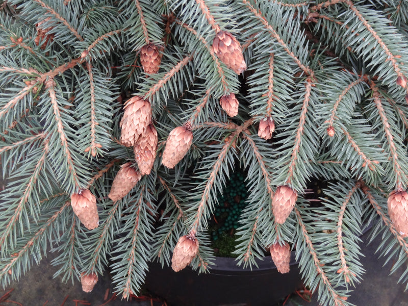 Picea pungens 'Early Cones' Dwarf Colorado Blue Spruce