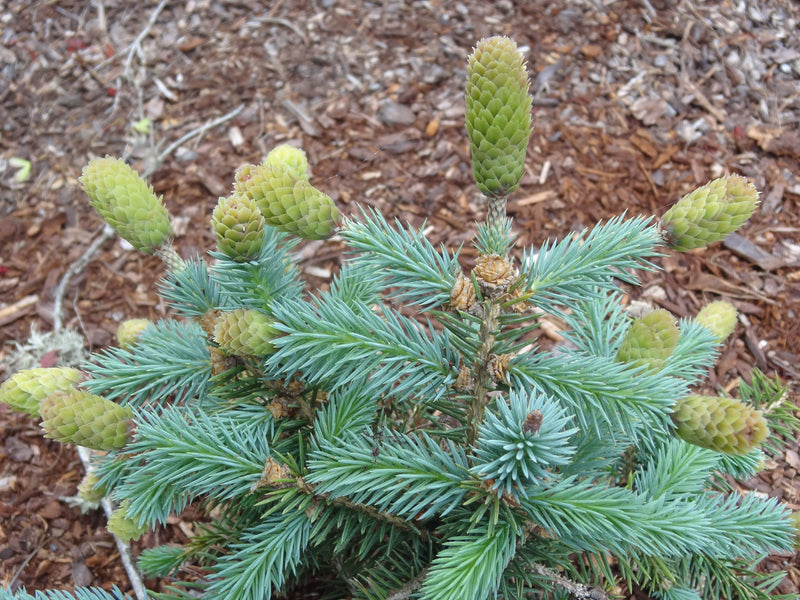 Picea pungens 'Early Cones' Dwarf Colorado Blue Spruce
