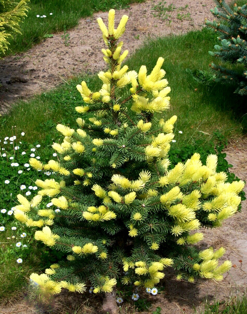 Picea pungens 'Maigold' Colorado Spruce