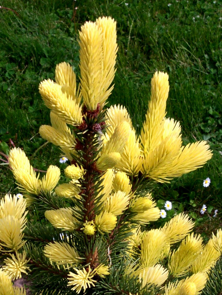 Picea pungens 'Maigold' Colorado Spruce