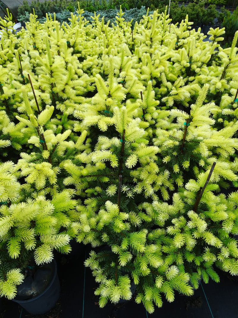 Picea pungens 'Maigold' Colorado Spruce