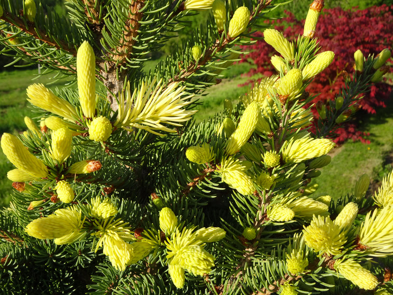 Picea pungens 'Maigold' Colorado Spruce