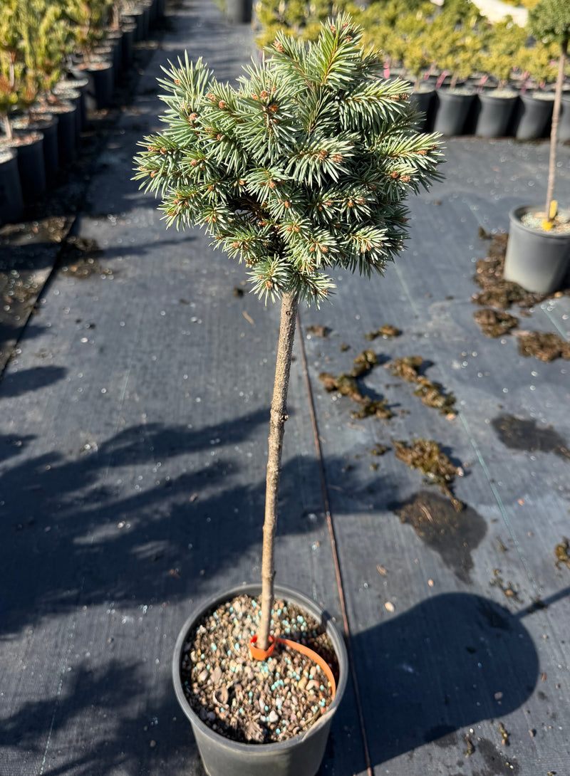 Picea pungens 'Blue Pearl' Miniature Colorado Blue Spruce