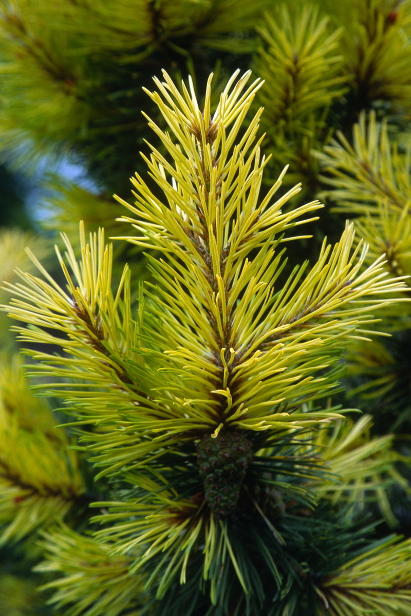 Pinus contorta 'Taylor's Sunburst' Lodgepole Pine