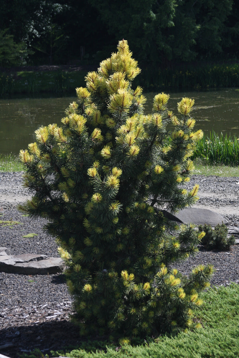 Pinus contorta 'Taylor's Sunburst' Lodgepole Pine