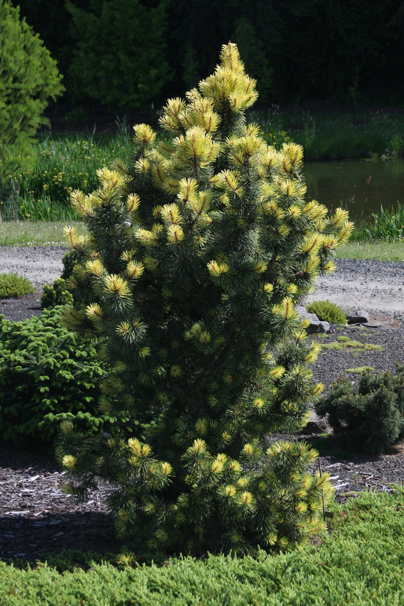 Pinus contorta 'Taylor's Sunburst' Lodgepole Pine