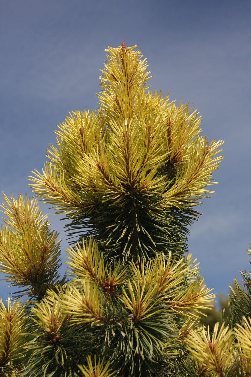 Pinus contorta 'Taylor's Sunburst' Lodgepole Pine