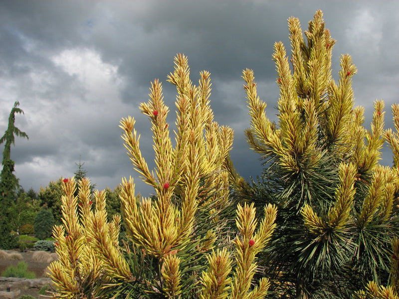 Pinus contorta 'Taylor's Sunburst' Lodgepole Pine