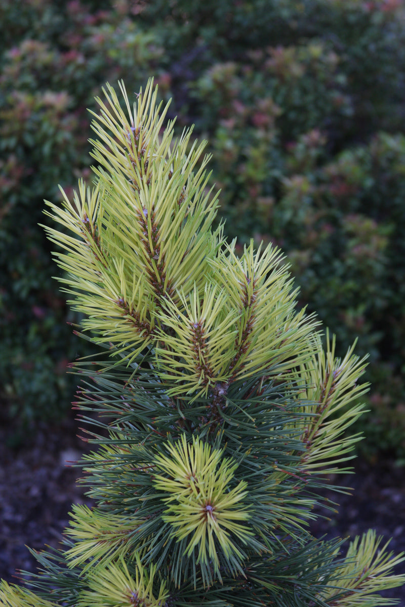 Pinus contorta 'Taylor's Sunburst' Lodgepole Pine