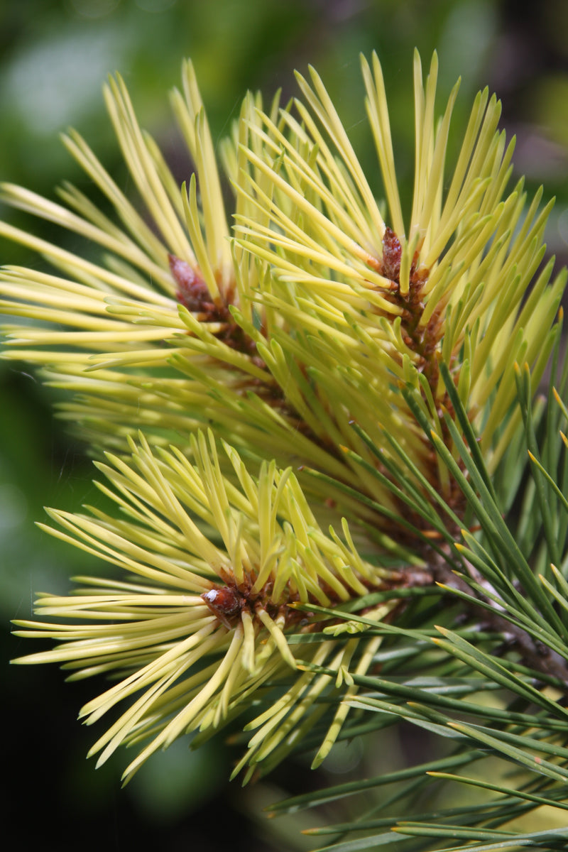 Pinus contorta 'Taylor's Sunburst' Lodgepole Pine