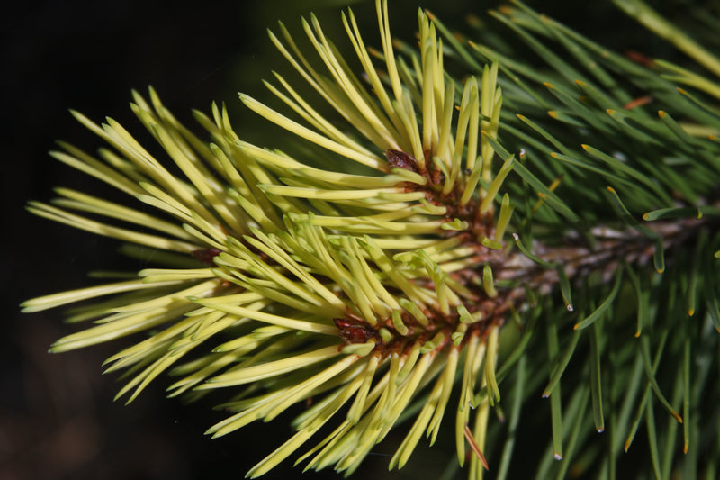 Pinus contorta 'Taylor's Sunburst' Lodgepole Pine