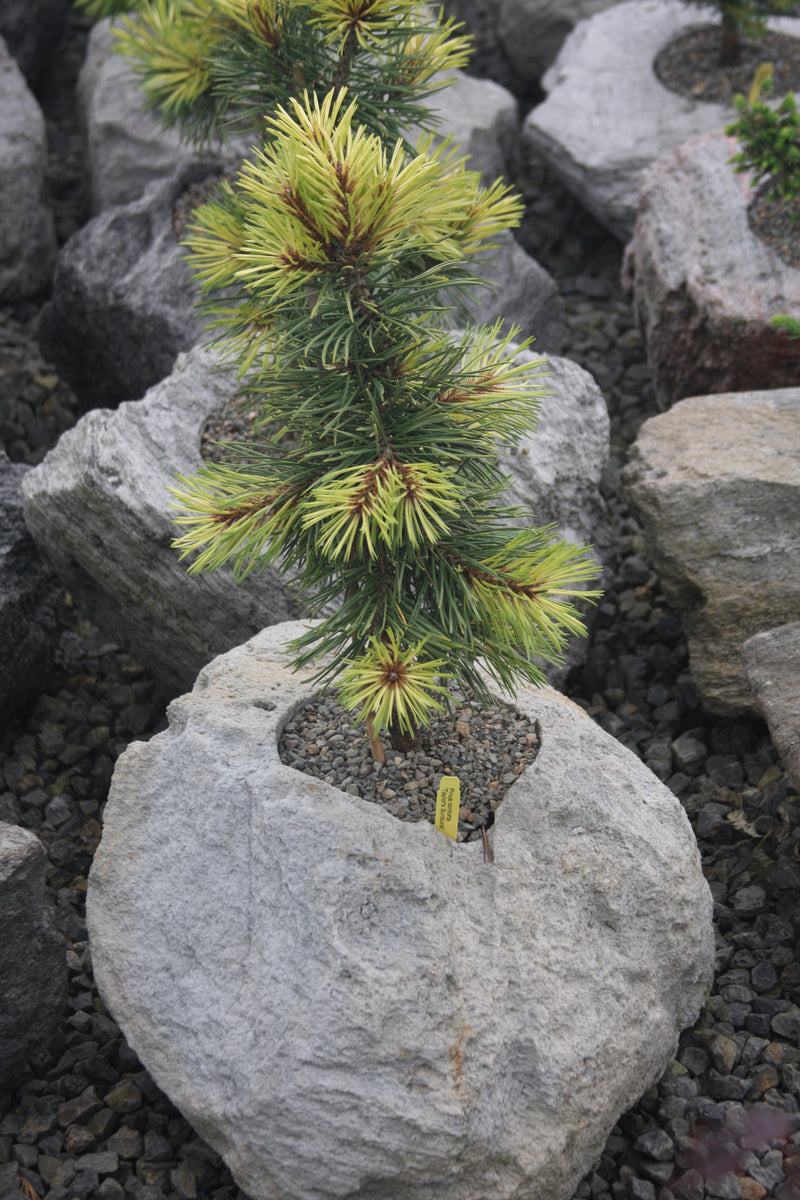 Pinus contorta 'Taylor's Sunburst' Lodgepole Pine