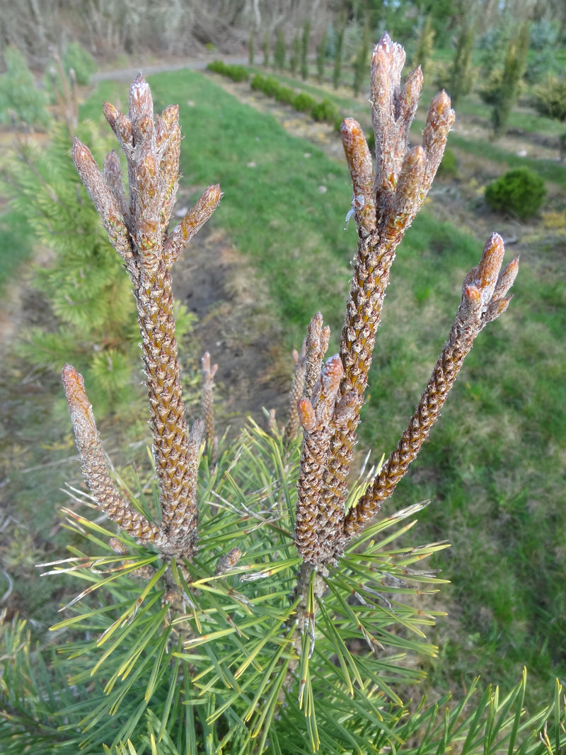 Pinus contorta 'Taylor's Sunburst' Lodgepole Pine