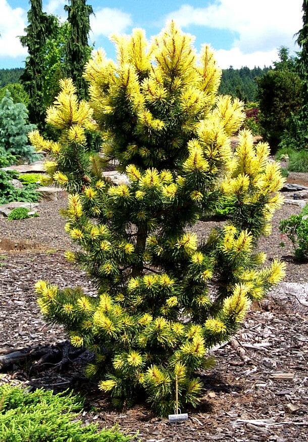Pinus contorta 'Taylor's Sunburst' Lodgepole Pine