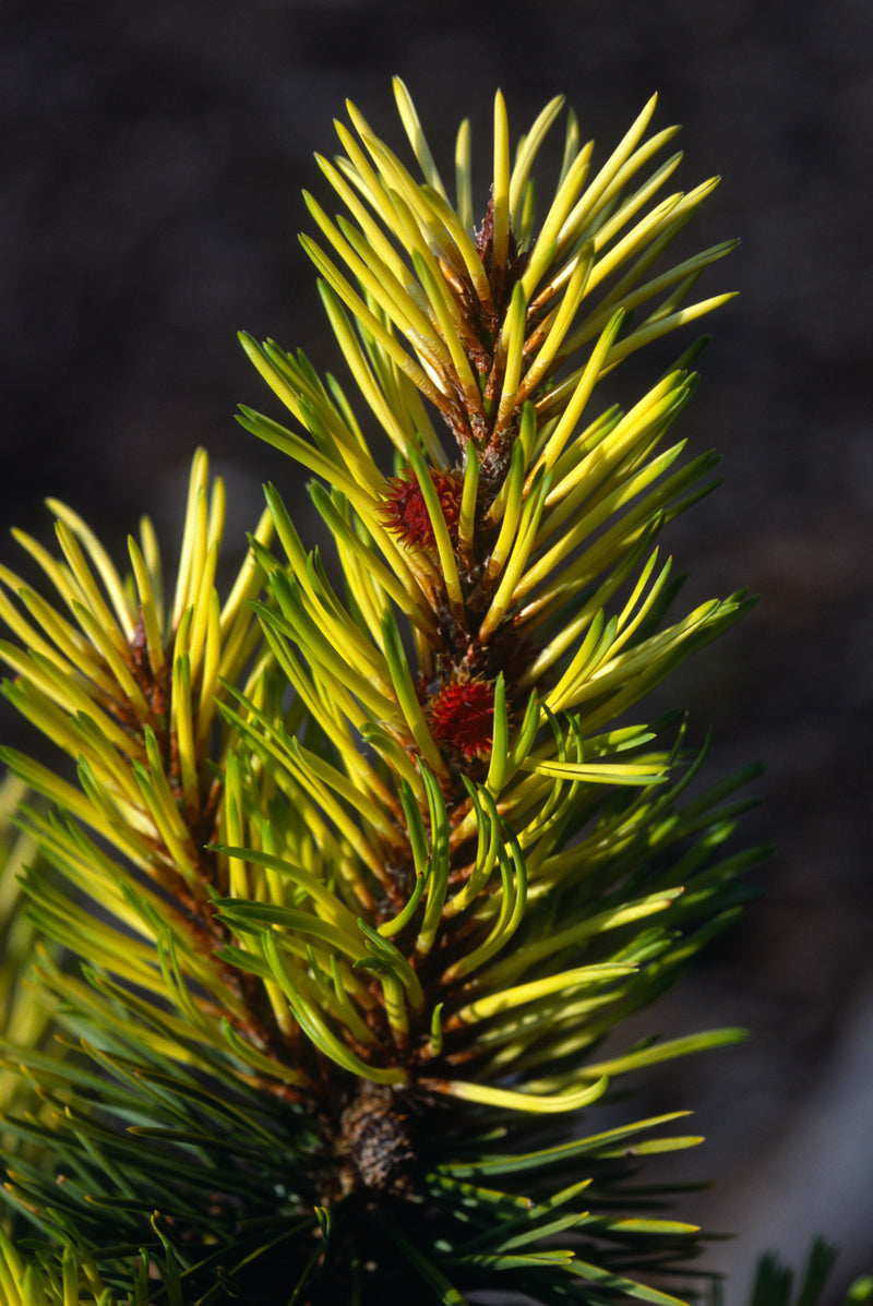 Pinus contorta 'Taylor's Sunburst' Lodgepole Pine