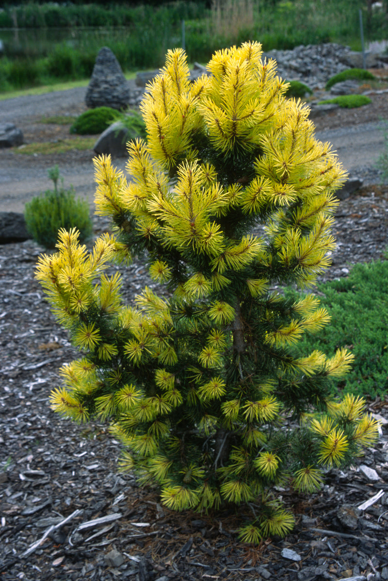 Pinus contorta 'Taylor's Sunburst' Lodgepole Pine