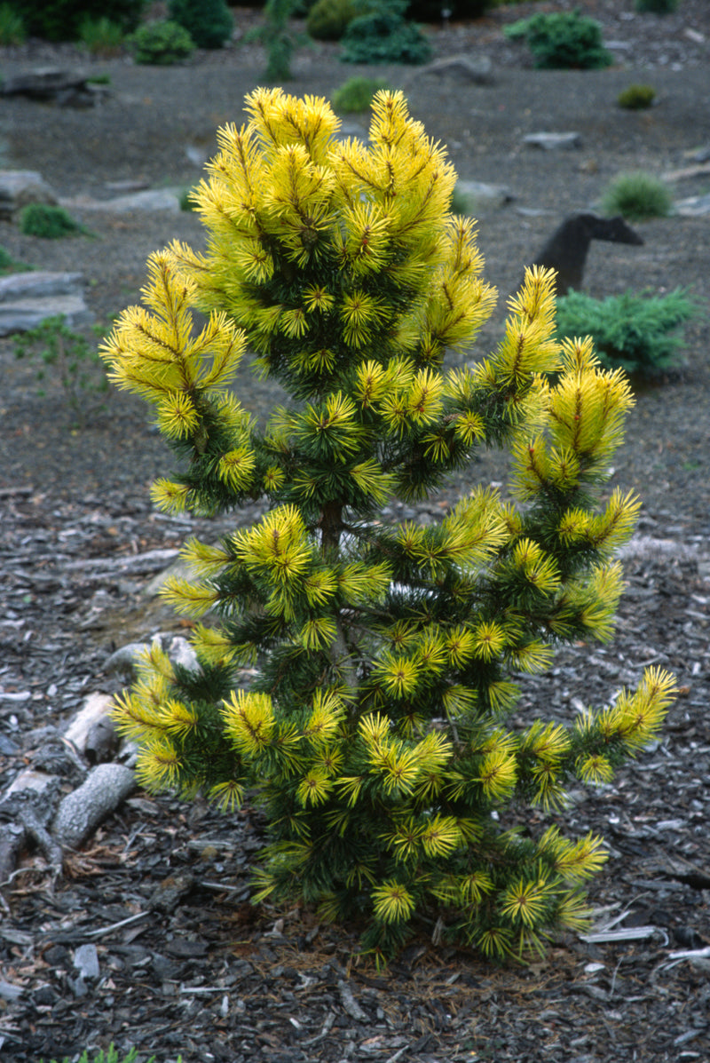 Pinus contorta 'Taylor's Sunburst' Lodgepole Pine