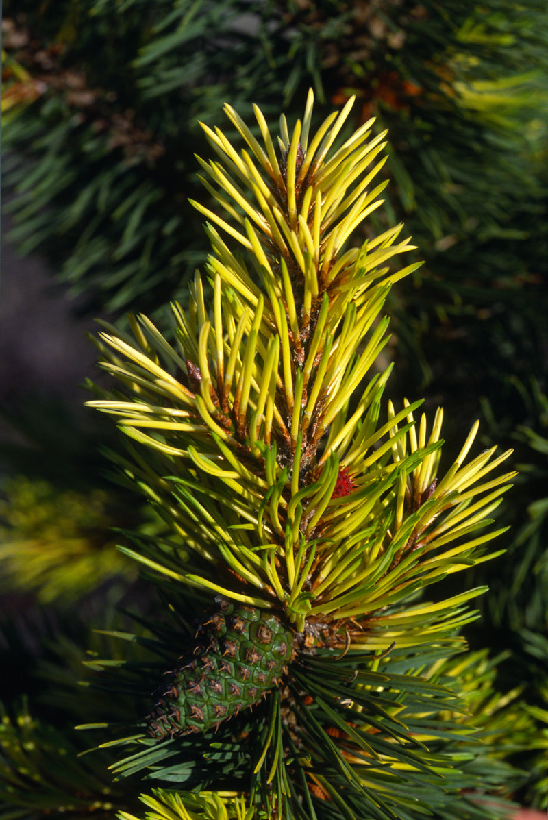 Pinus contorta 'Taylor's Sunburst' Lodgepole Pine